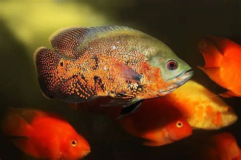 地圖魚飼養